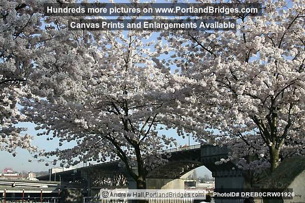 Burnside Bridge through cherry blossoms (Portland, Oregon)