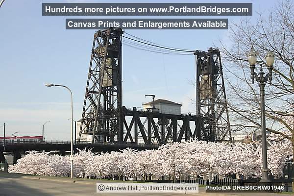 Steel Bridge, Waterfront Blossoms (Portland, Oregon)