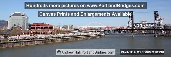 Portland Steel Bridge, Cherry Blossoms, Panorama